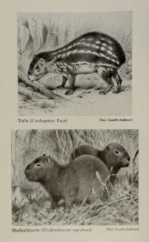1926 - Paka, Wasserschwein / Stachelschwein, Aguti - alter Druck